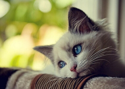 ȦЦ˵˵ͼ1