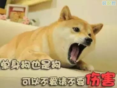 关于单身狗的说说,单身狗搞笑说说 关于单身狗的说说,单身狗搞笑说说